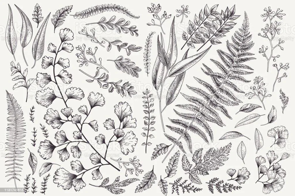 Scalamandre Fossils Dark Green On Beige Embroidery Fern Foliage Chenille on Cotton MSRP USD 372/y - By The Yard