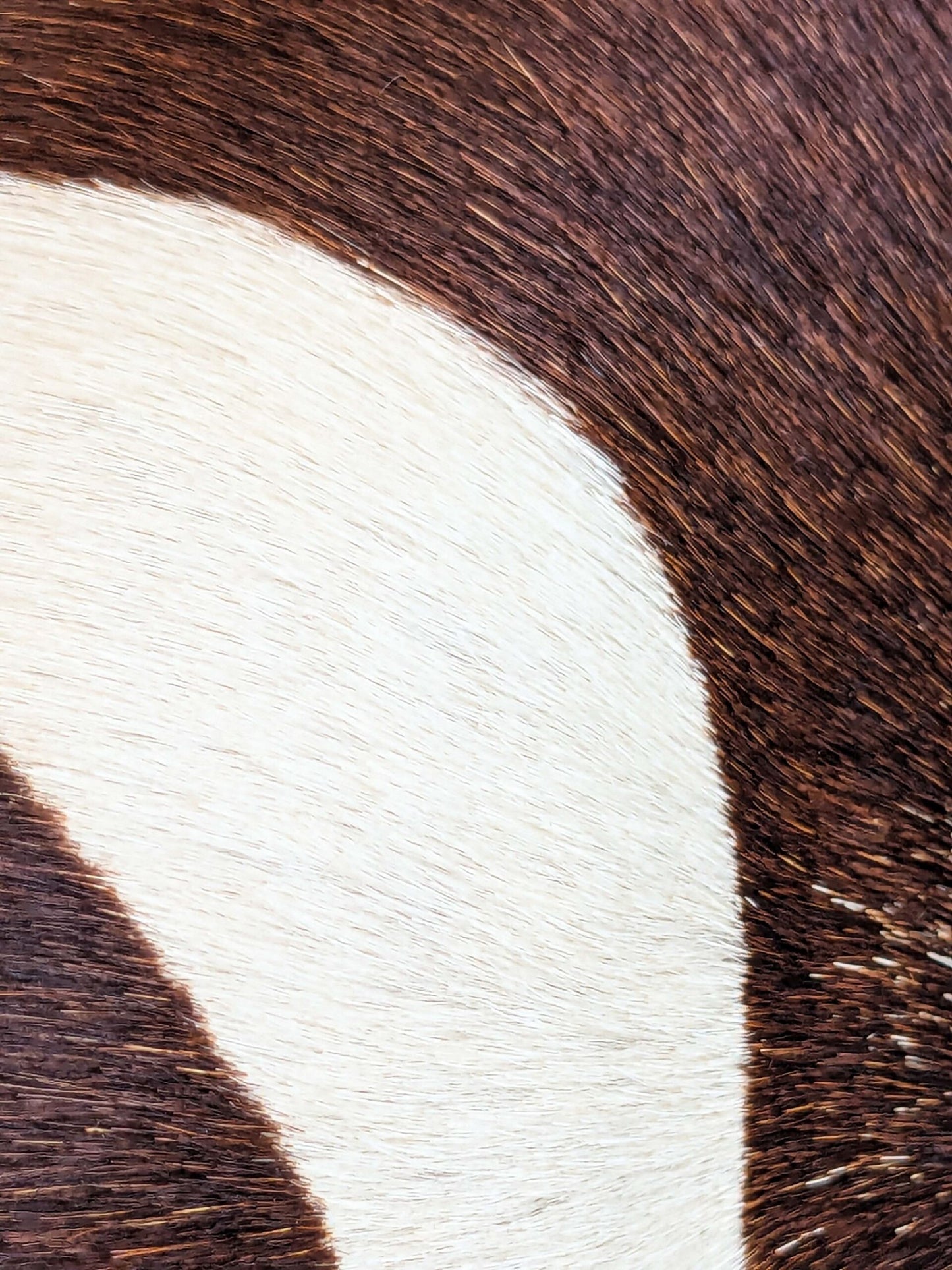 31 EV37 12" x 26" Old World Weavers Zebra Cowhide Dark Brown White Animals