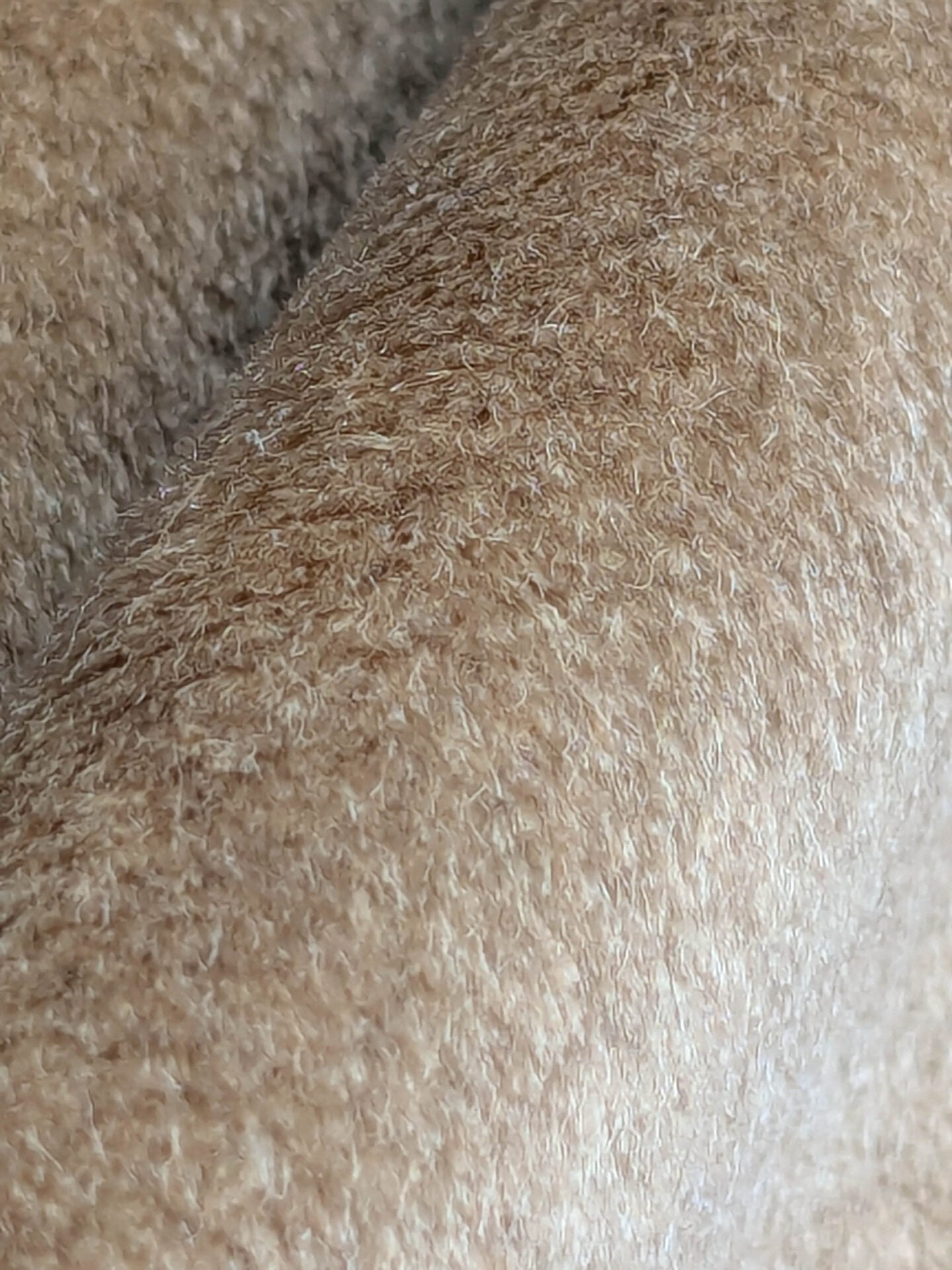 Hedy Silk and Mohair Ultimate Lux Velvet Hollywood Regency in Moleskin Honey MSRP $1000 + USD