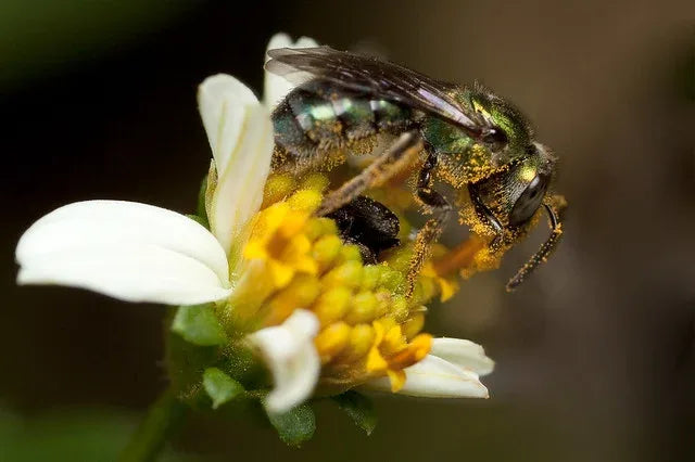 Tobago Hive Chartreuse Sapphire Scalamandre 100% Linen Tropical Apiculture Honey Beekeeping Tropical Flowers Ribbon TasselMSRP USD 280/Y