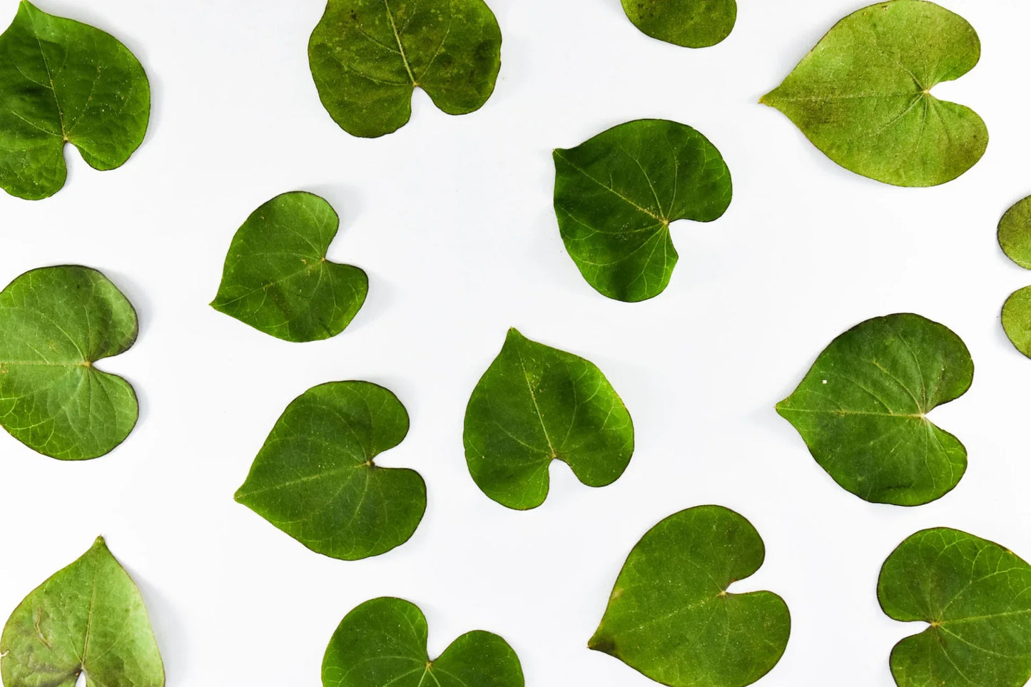 Bty Scalamandre Old World Weavers Silk Leaves Stripe Foliage beige MSRP USD 216/Y