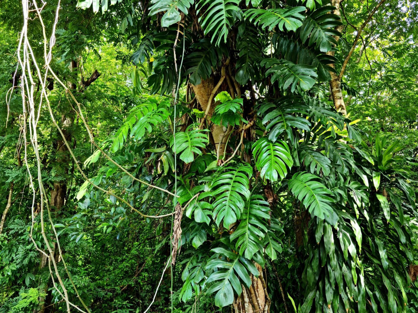 Lee Jofa Leave Strie Seafoam Green Monstera Foliage Tropical Rain Forest Silk MSRP USD 328/Y