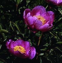 Scalamandre Old World Weavers Sesimbre Multi/Black Green Pink Peony Chintz Floral Botanical Large Pattern Cotton MSRP USD 176/y