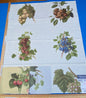 18i Berkbox9 Length Scalamandre Print 34"L x 27" W Les Fruits Multi On Ivory
