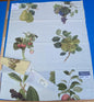 18k Berkbox9 Length Scalamandre Print 34"L x 27" W Les Fruits Multi On Ivory