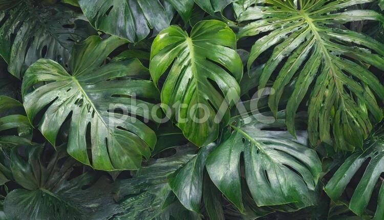 Lee Jofa Leave Strie Grey Monstera Foliage Tropical Rain Forest Silk MSRP USD 328/Y!