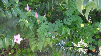 S Harris "tobago" Silk Lampas Deep Red Art Deco MSRP USD 188+/Y