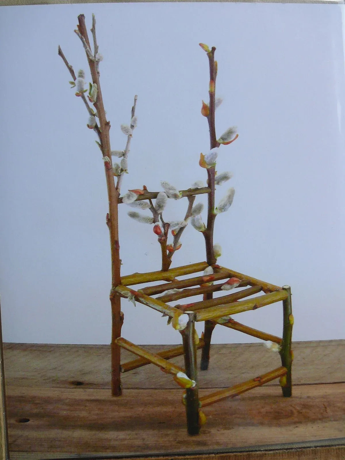 Flower Chair Pussy Willow Art Installation and Photograph Print Pussy Willow 8x10 inches