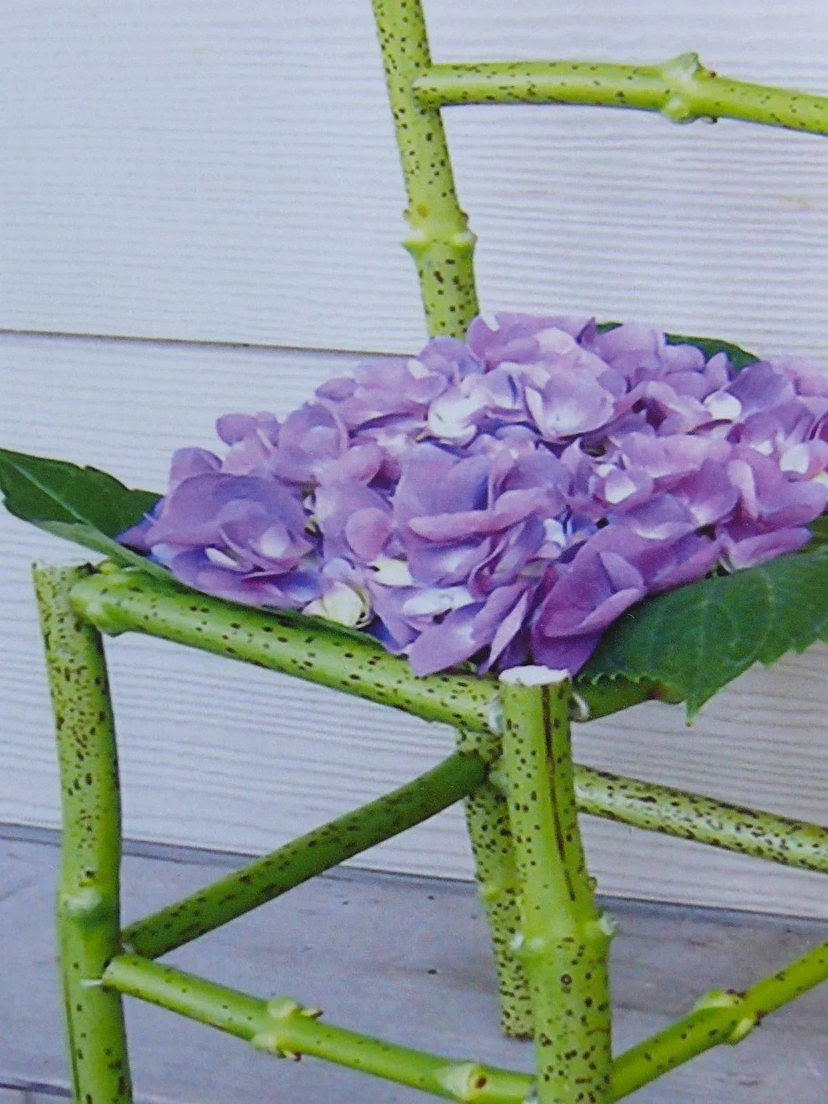 Flower Chair Hydrangea Art Installation and Photograph Print Hydrangea 8x10 inches