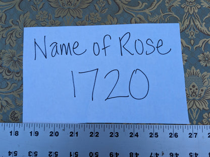 In Name of Rose Medallion Acanthus Renaissance Silk Damask Jacquard Blue & Gold MSRP USD 225Y