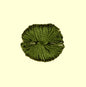 Scalamandre Lafayette Tuft Silk - Dark Olive
