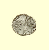 Scalamandre Lafayette Tuft Silk - Light Sage