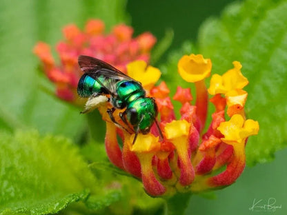 Tobago Hive Chartreuse Sapphire Scalamandre 100% Linen Tropical Apiculture Honey Beekeeping Tropical Flowers Ribbon TasselMSRP USD 280/Y