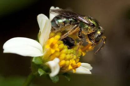 Tobago Hive Chartreuse Sapphire Scalamandre 100% Linen Tropical Apiculture Honey Beekeeping Tropical Flowers Ribbon TasselMSRP USD 280/Y