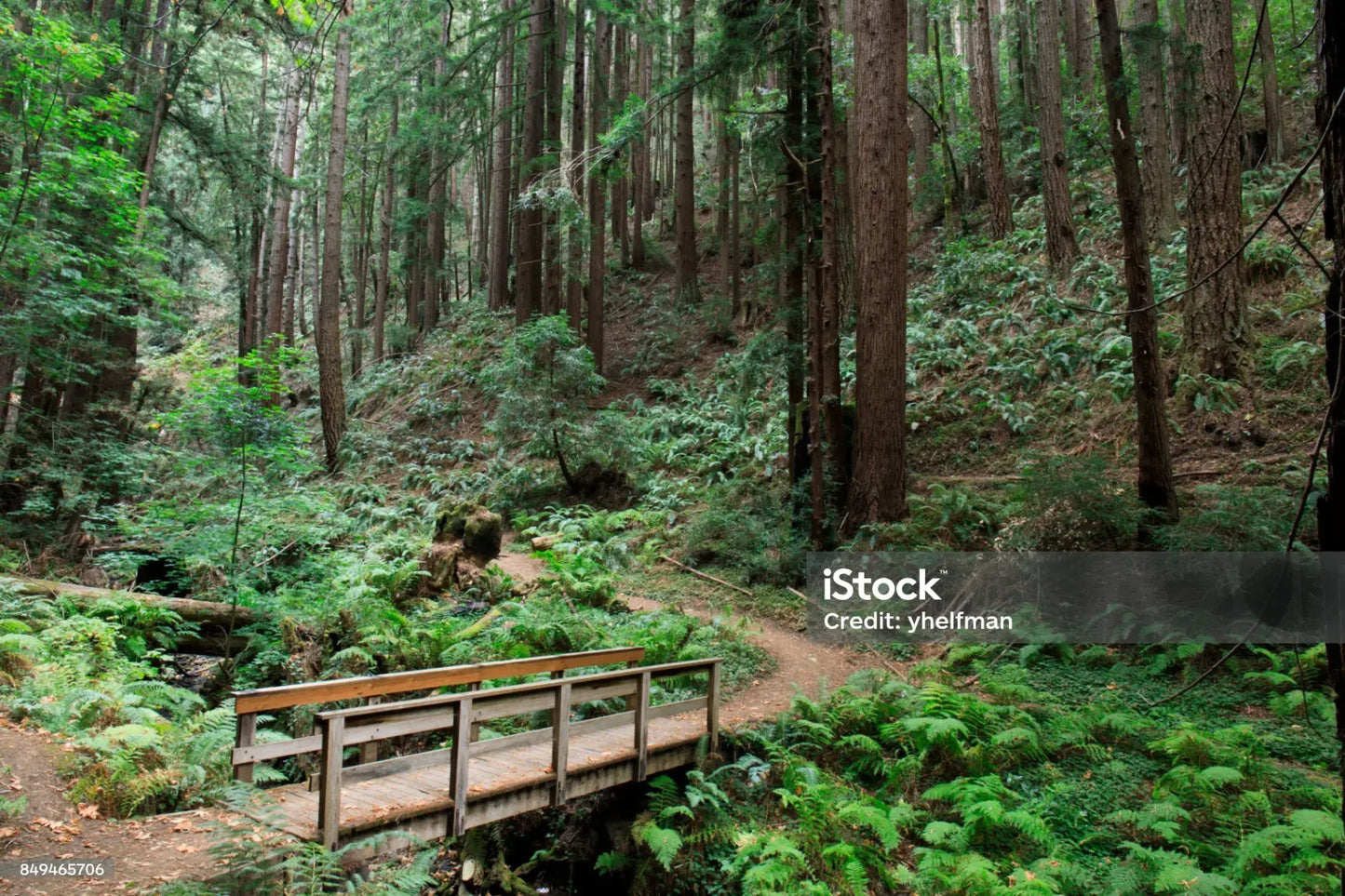 By Yd Scalamandre Woodside Fern Damask Canyon Copper MSRP USD 480/Y