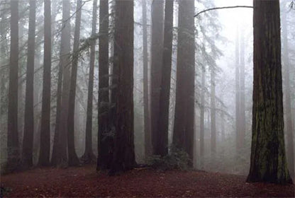 Kravet Coutour 100% Silk Quiet Place Serenity Gold Amber Forest Yarrow Autumn Foliage MSRP 276/Y By Yard