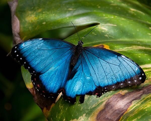 By Yd Brunschwig &amp; Fils Reve De Papillon 1/2 Inch Braid Marigold Peacock Blue Pink Gold Butterfly Bush