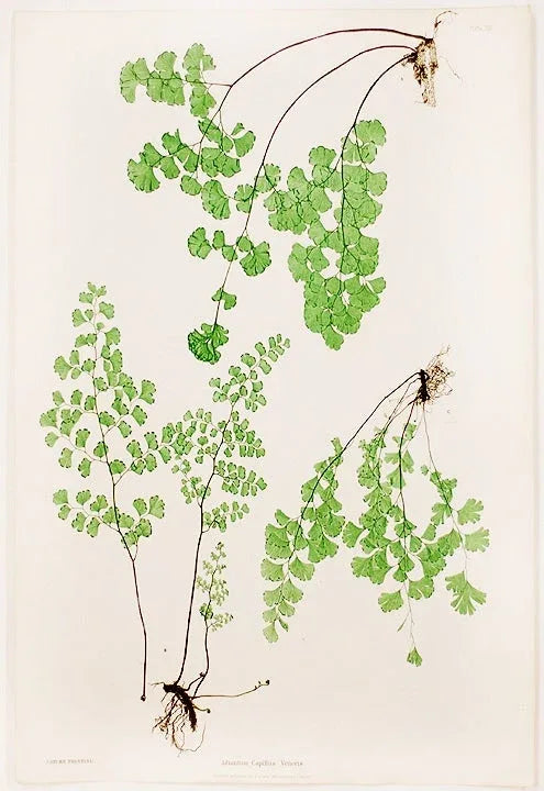 Bty Kravet Couture Silk Colombine Coin Gold Silver Baby's Breath Maidenhair Fern MSRP USD 298/Y