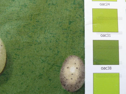 Scalamandre Bon Oeuf Trompe L'oeil Library Green Print Bty