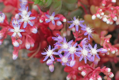 Clarence House Grand Pamir Ikat Linen Scarlet &amp; Green MSRP USD 370/y