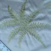 Scalamandre HILL STEAD SPRING pale green fern embroidery MSRP$/1